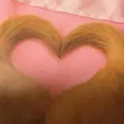 ぴよちゃんの画像