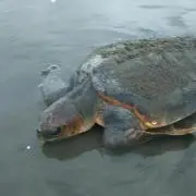 きんぴらの画像