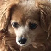 きなこの画像