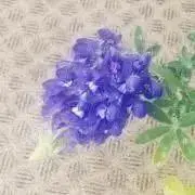 美桜の画像