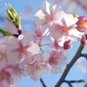 サラベス