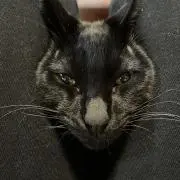 ローズの画像
