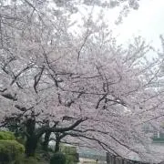 わわの画像
