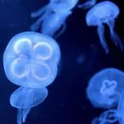 キキの画像