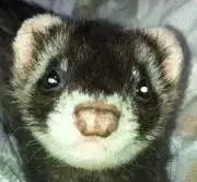 Hamの画像