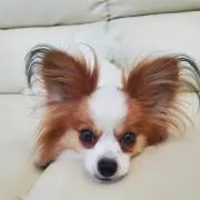 メルリオ