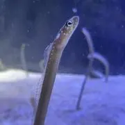 eNuの画像