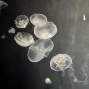ボブの画像