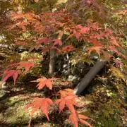 やすべ〜の画像