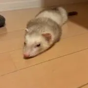 ハクの画像