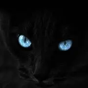BLACK CATS※プロフ必読※の画像