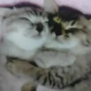 こすもしんの画像