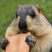 梅酒の精霊の画像