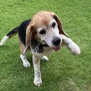 Y_Dの画像