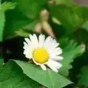 ポプラ