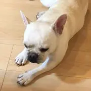 わかの画像