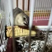maihimeの画像
