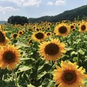 おはるの画像