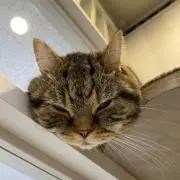 チキチーターの画像