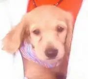 いちご大福