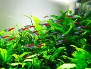 Sowの画像