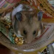 じゅりたん