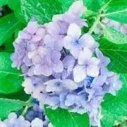 紫陽花の画像