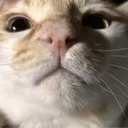 ゆの画像