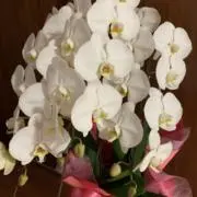 ぴろの画像