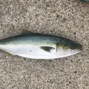 Harao Maの画像