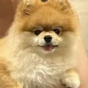 KORONの画像