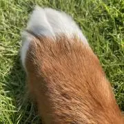 BOLの画像