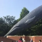 しゃくあの画像