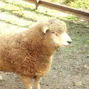 のべる