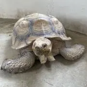 だるま
