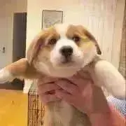 kkの画像