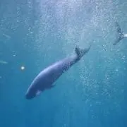 なっきーの画像