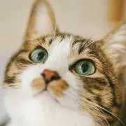 にーこ