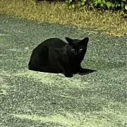 Roooの画像