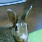 ちょこ