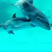 テリーの画像