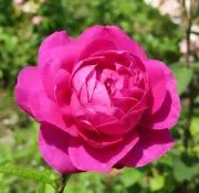 blue rose
