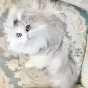 ♡ ^ᴗ.ᴗ^︎♡meちゃん♡の画像