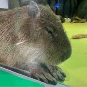お肉食べたいの画像