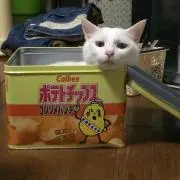 はつはる