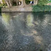 Sの画像