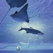 ʕʘ̅͜ʘ̅ʔの画像