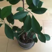 がじゅまるの画像