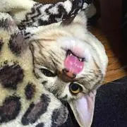 ラオウ