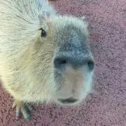 りんの画像